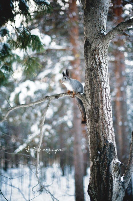 Охота на белок.photo preview