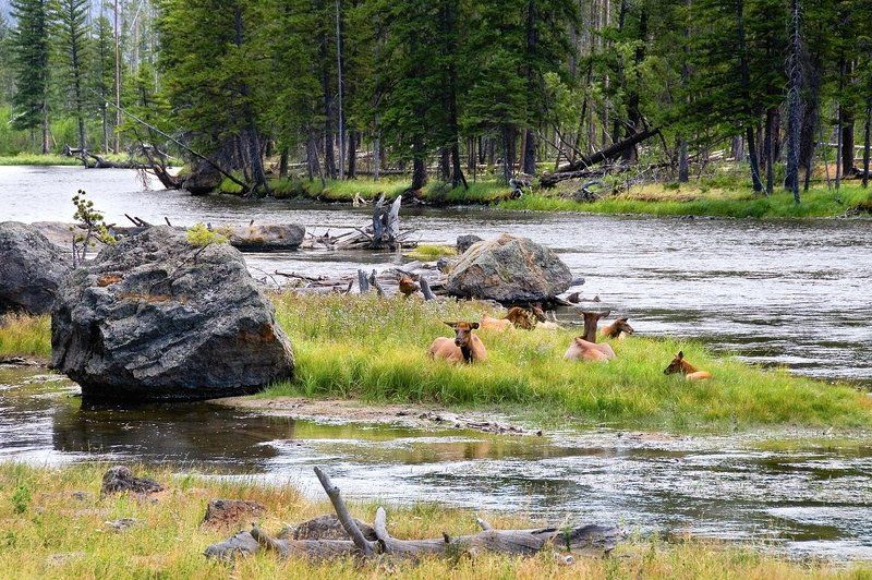 природа, река, горы, олени, животные Семейнаяphoto preview