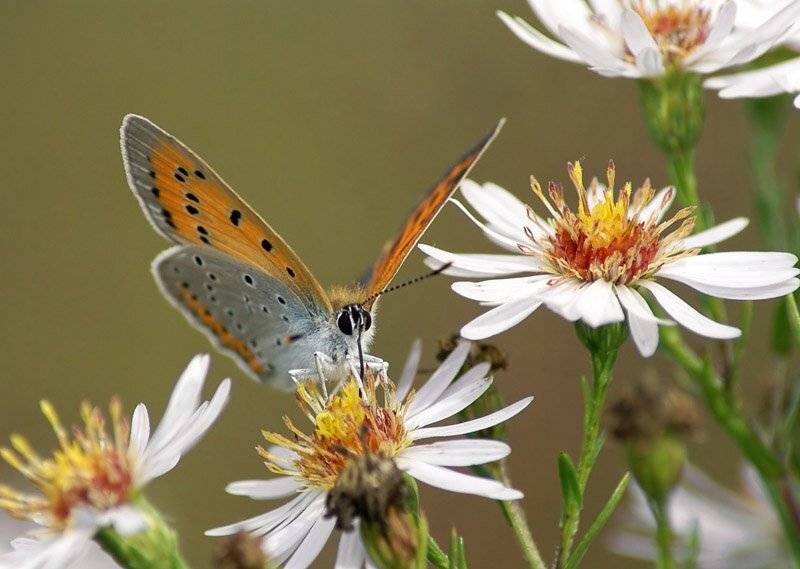 ***. Автор: Cheplenko Aleksey , Cheplenko Aleksey