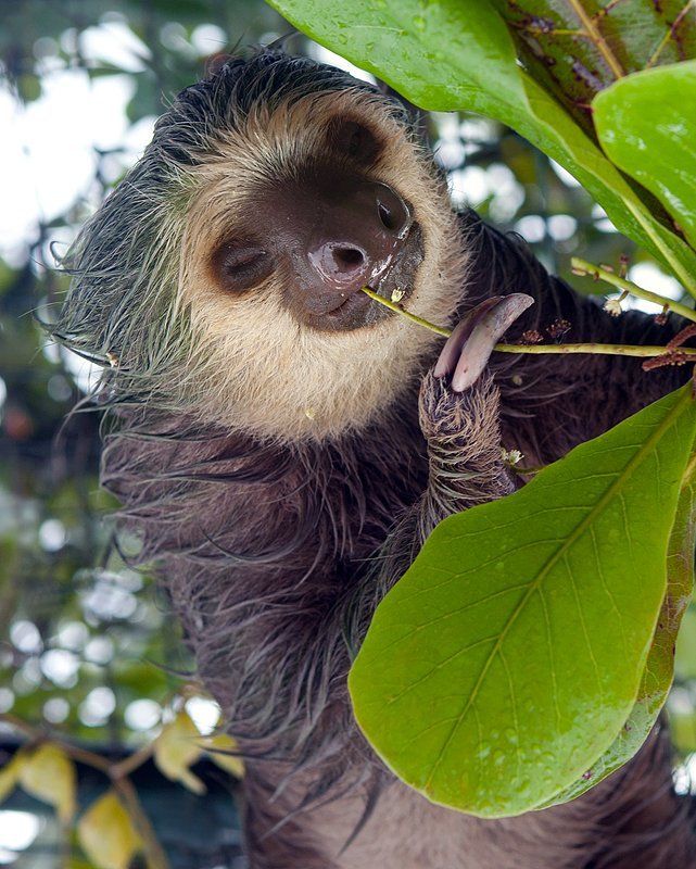 cocktail от насморкаphoto preview