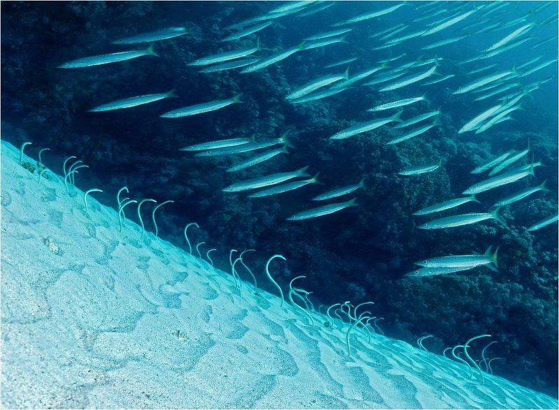 акула_против_барракуд, барракуды_против_угрей Противостояние#2photo preview