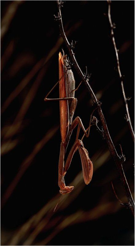 Нирвана. фото превью