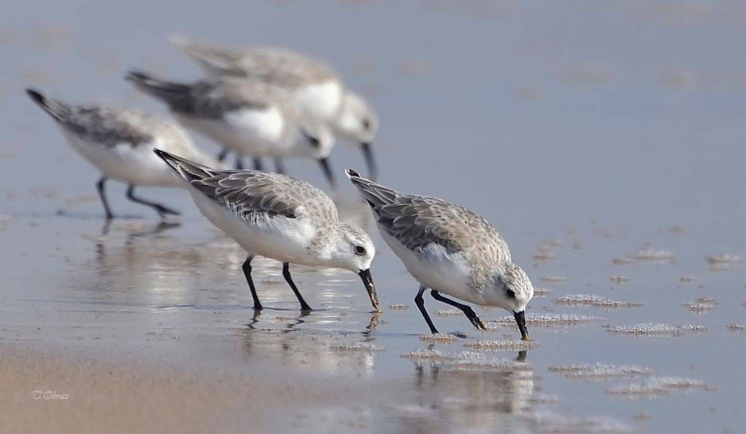 пицы, Татьяна Образ