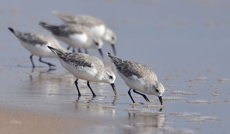 пицы photo preview