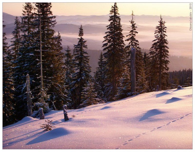 карпаты, природа, елочка Рассветная росаphoto preview