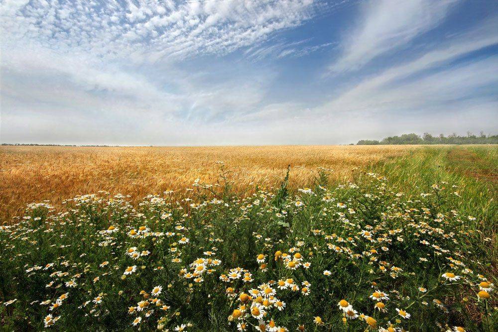 лето, поле, ромашки, Петриченко Валерий
