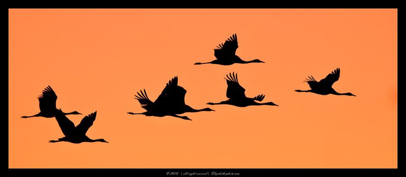 cерые, журавли, grus, grus, ахула, израиль, перелетные, птицы Журавли в полетеphoto preview