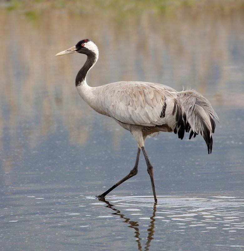 серый, журавль важныйphoto preview