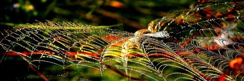 Паутинка и гламурphoto preview