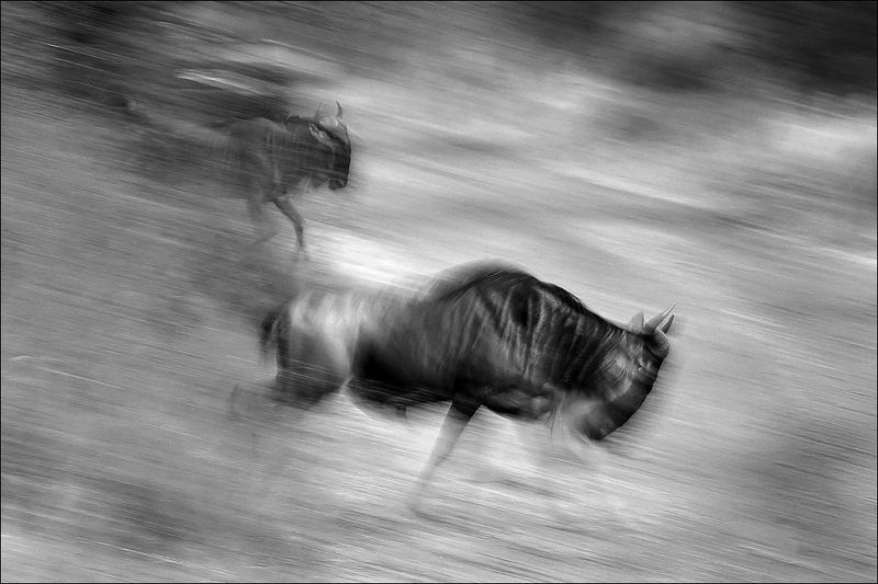 Антилопа гнуphoto preview