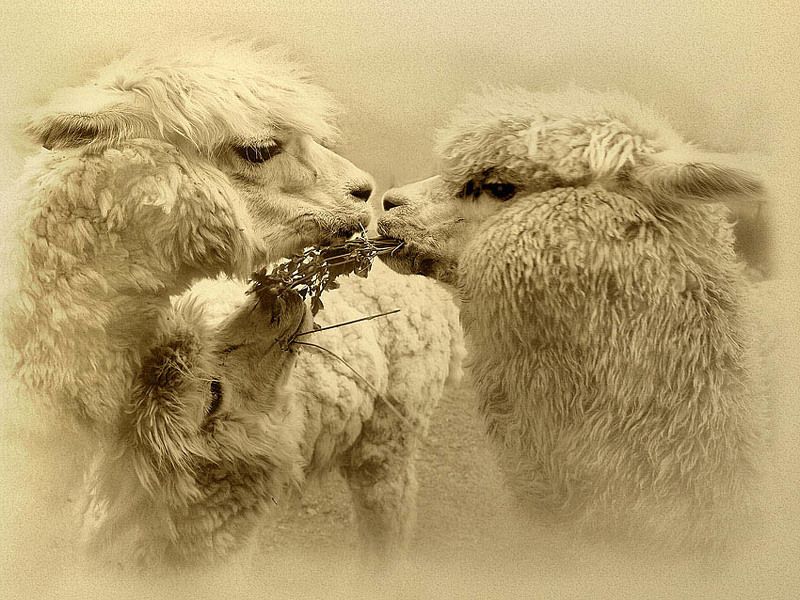 перу, альпака, идиллия Перуанская идиллия...photo preview