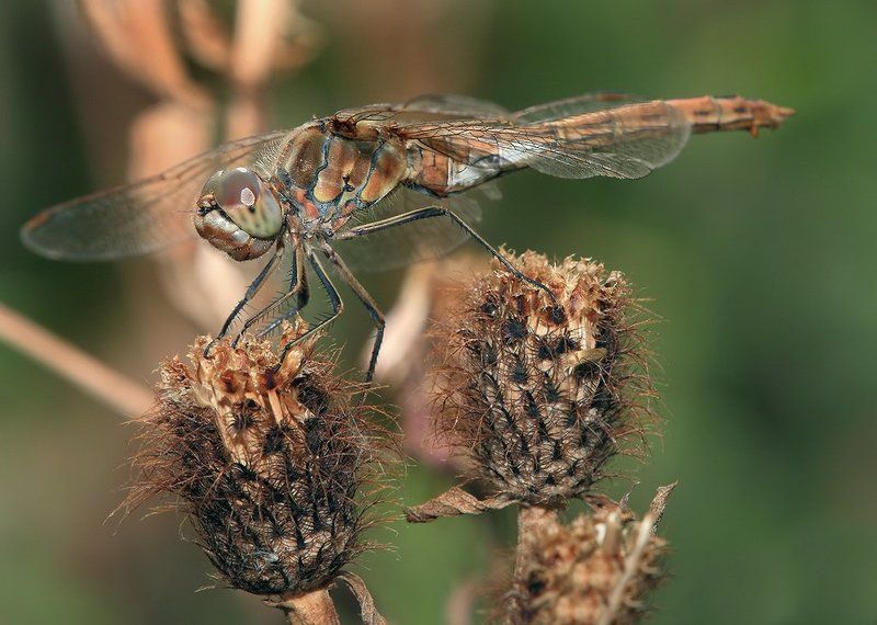 лето, трава, стрекоза Есть гадко, бросить жалко. фото превью
