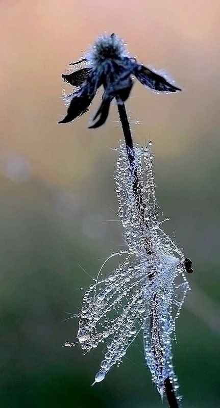 Осенний поцелуйphoto preview