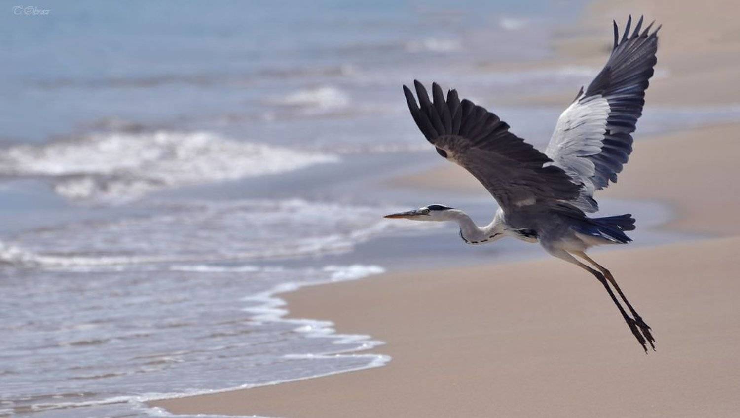 цапля, Татьяна Образ