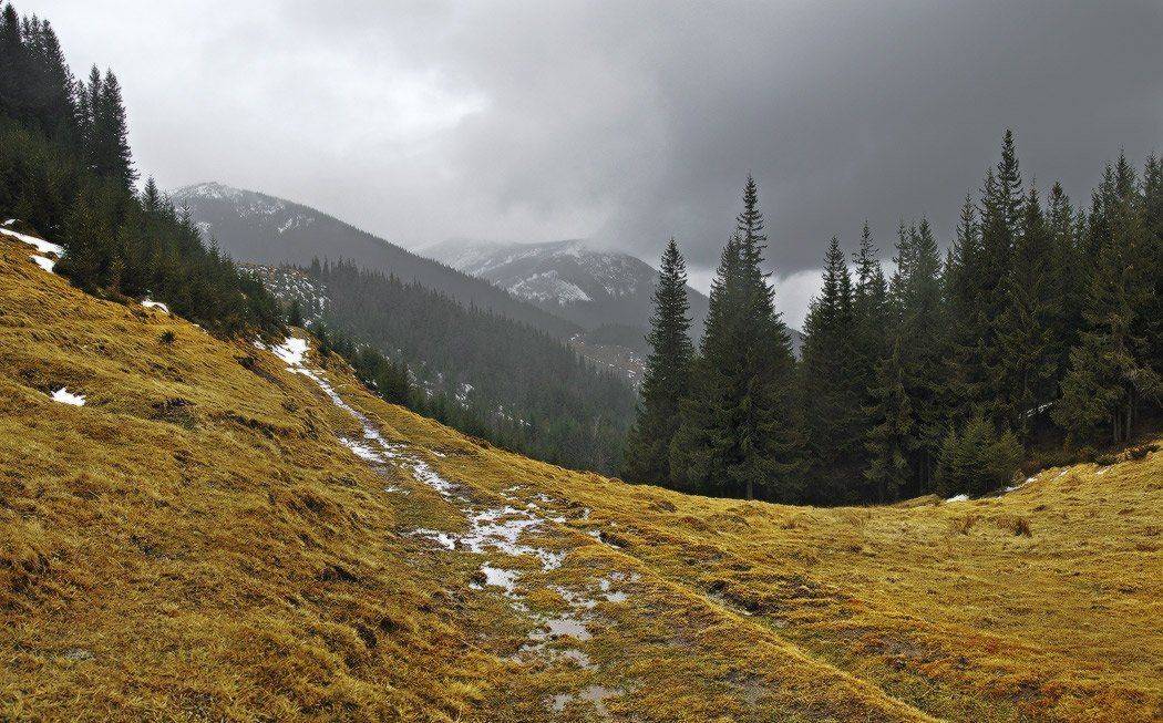 дорога на Смотрич. Автор: Михаил Мочалов карпаты,лес, Михаил Мочалов