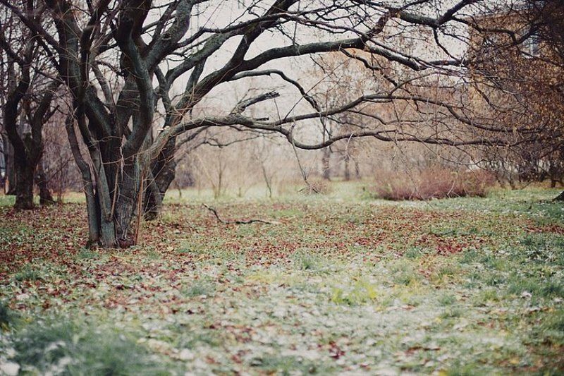 silent autumnphoto preview