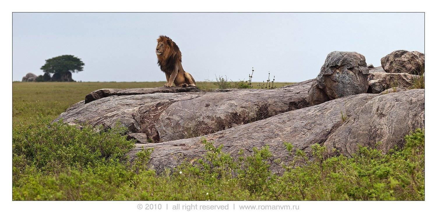 таназания, серенгети, симба-копи, лев, Роман Мурушкин