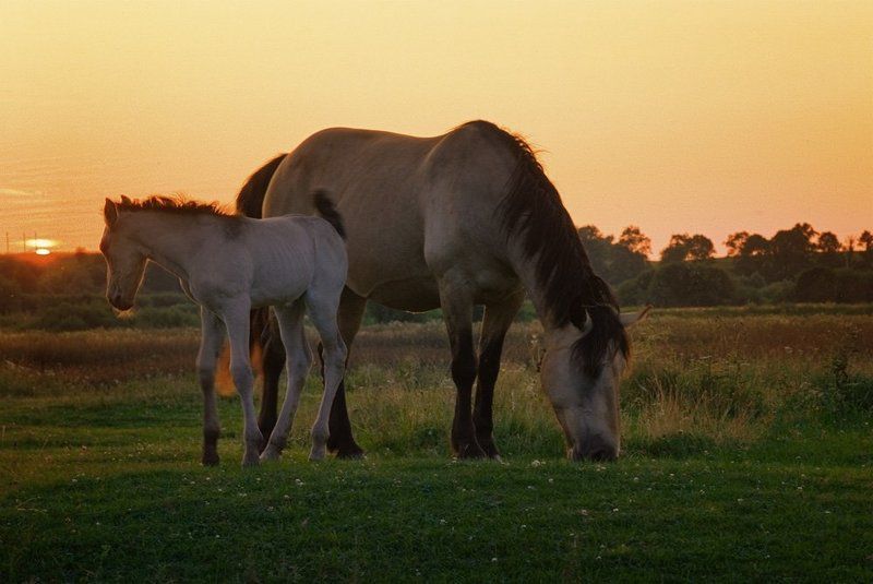 луг, лошади Оглянулся фото превью