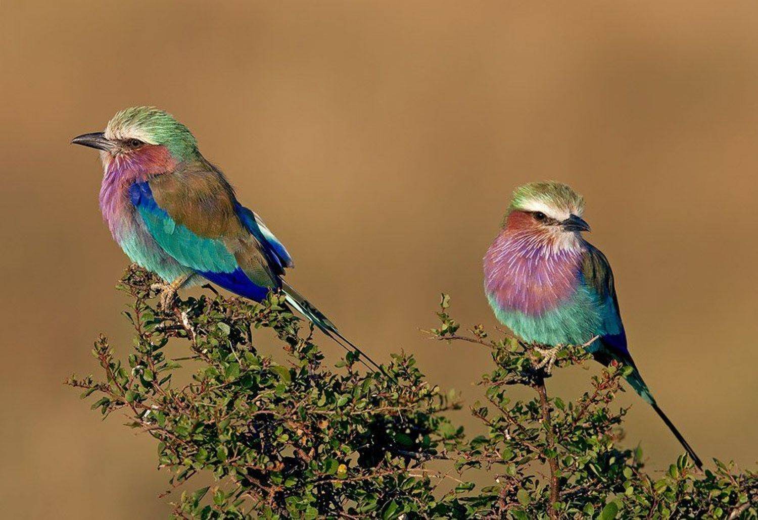 сиреневогрудые, сизоворонки, coracia, caudata, lilac-breasted, rollers, Ludmila Yilmaz