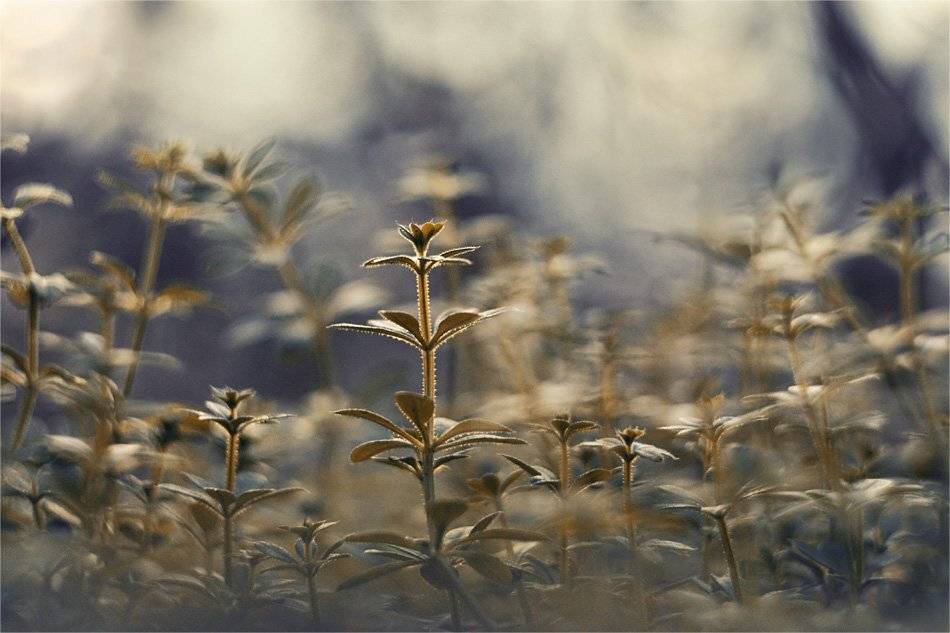 , Наталья Ова