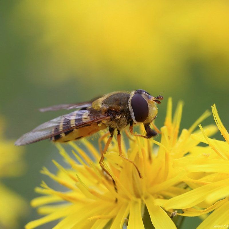 макро,журчалка,hoverfly,flower fly,schwebfliege,stehfliege,schwirrfliege,syrphidae Солнечнаяphoto preview