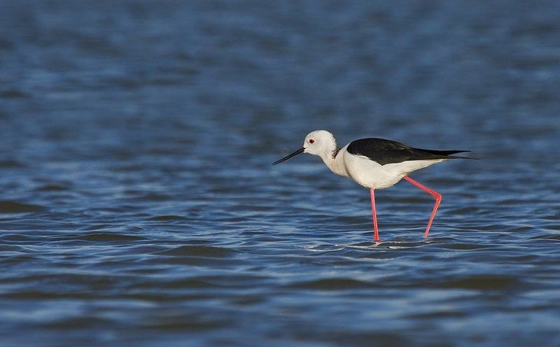 ходулочник по воде - как по шелкуphoto preview