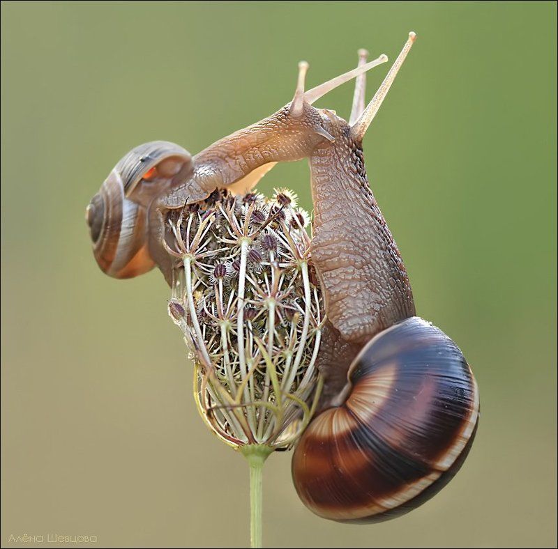 Французский поцелуйphoto preview