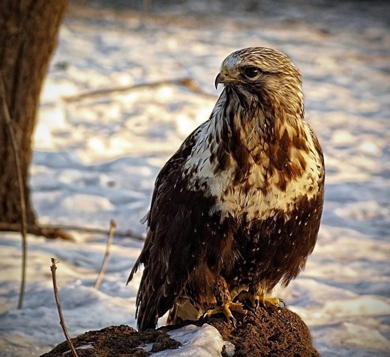 Канюк зимнякphoto preview