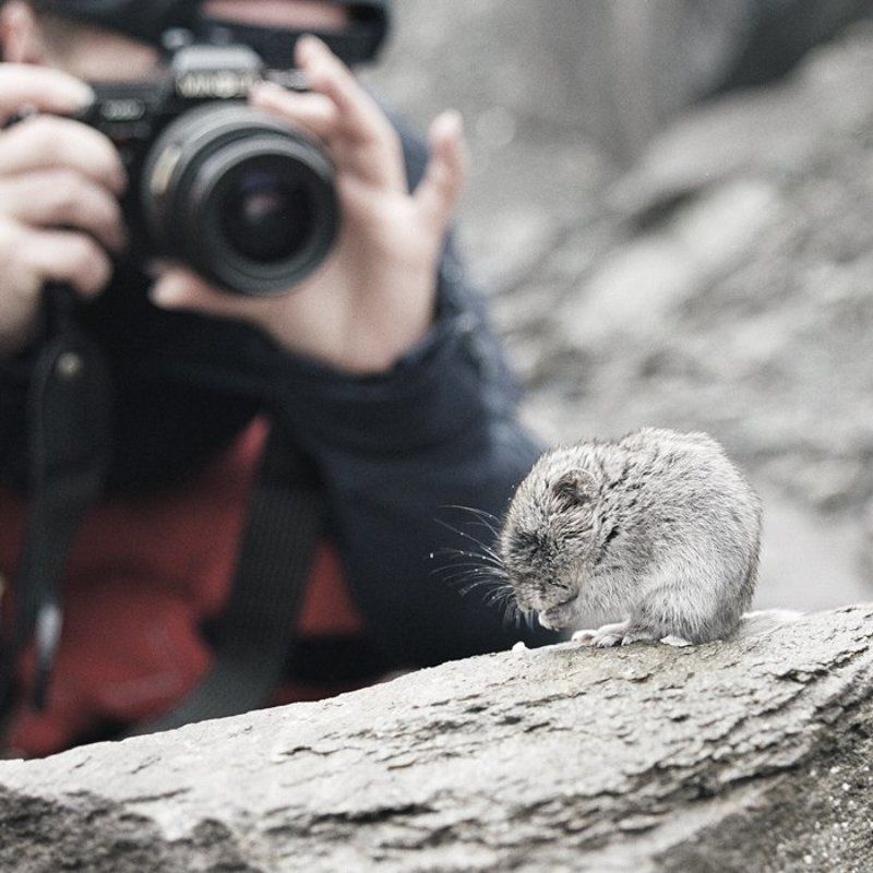 . фото превью