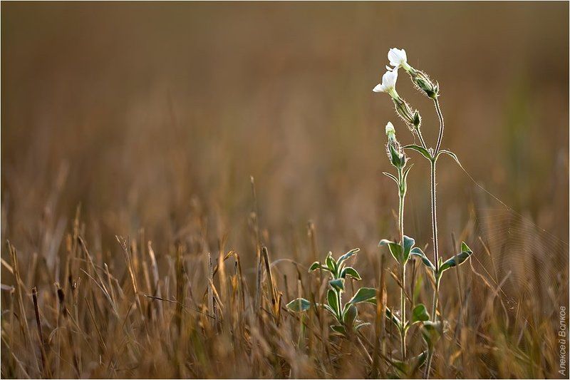 смолёвка обыкновенная, silene vulgaris А мне бы в небо!photo preview