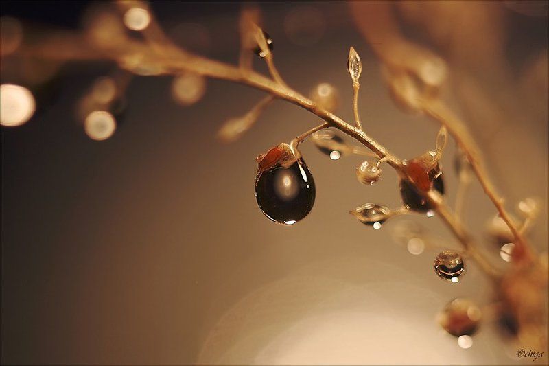 вода, капли Из серии \