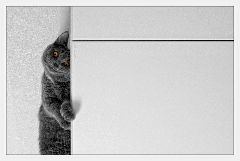 лошарик Life is coolphoto preview