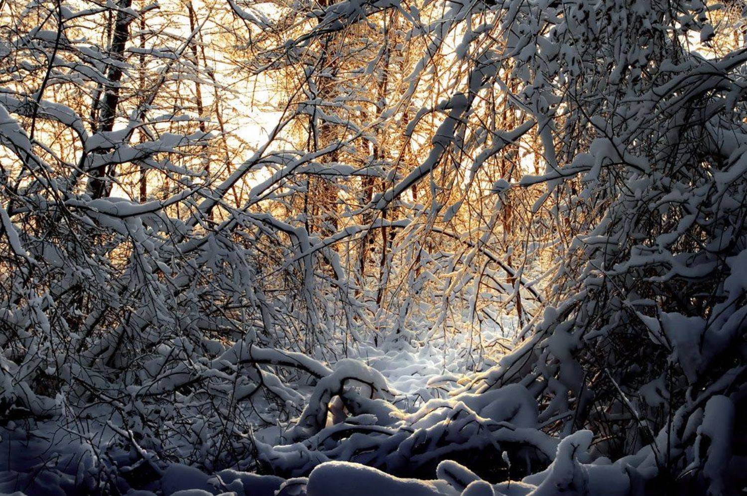 зима, снег, ветви, вечер, Вячеслав Довыденко