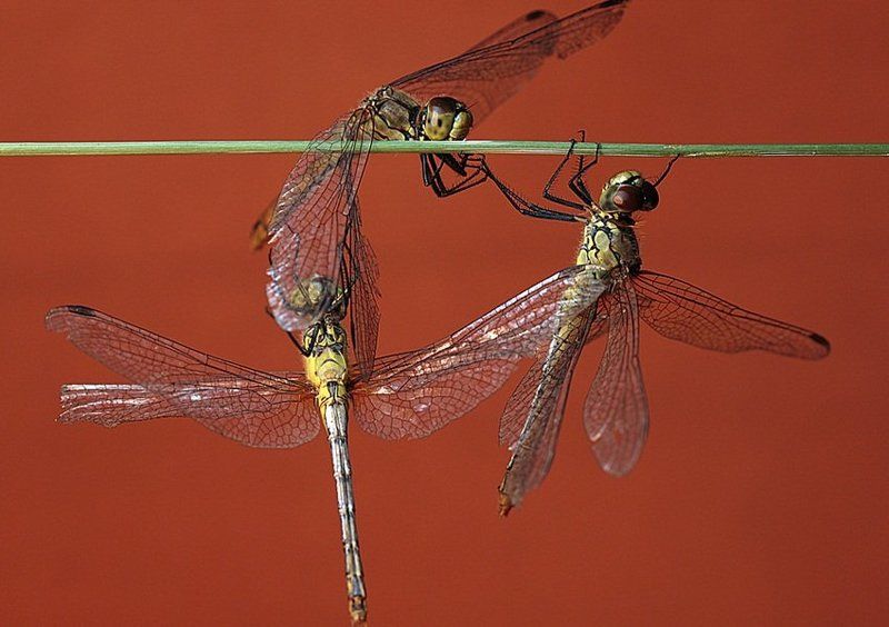 Любовный треугольникphoto preview