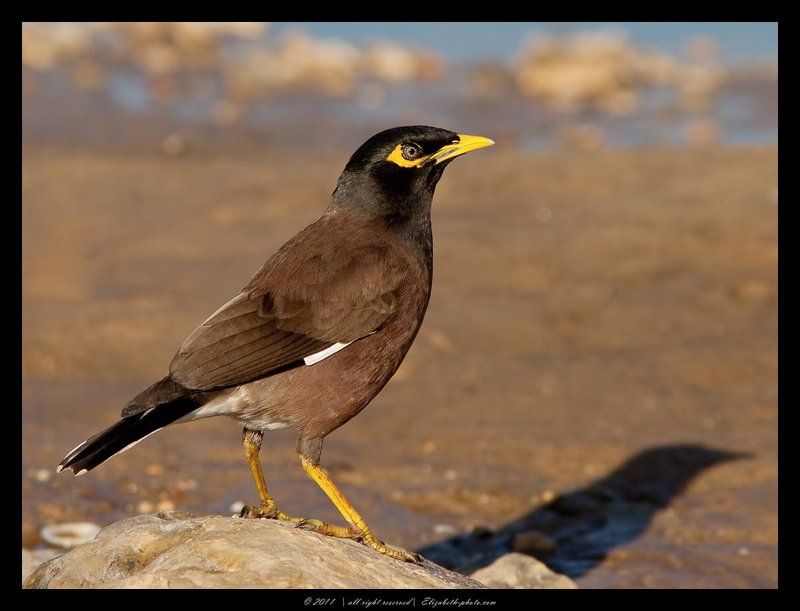 майна, acridotheres, tristis, израиль Майна - Acridotheres tristisphoto preview