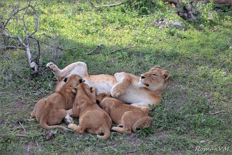 африка, тазания, серенгети, лев Счастье есть... фото превью