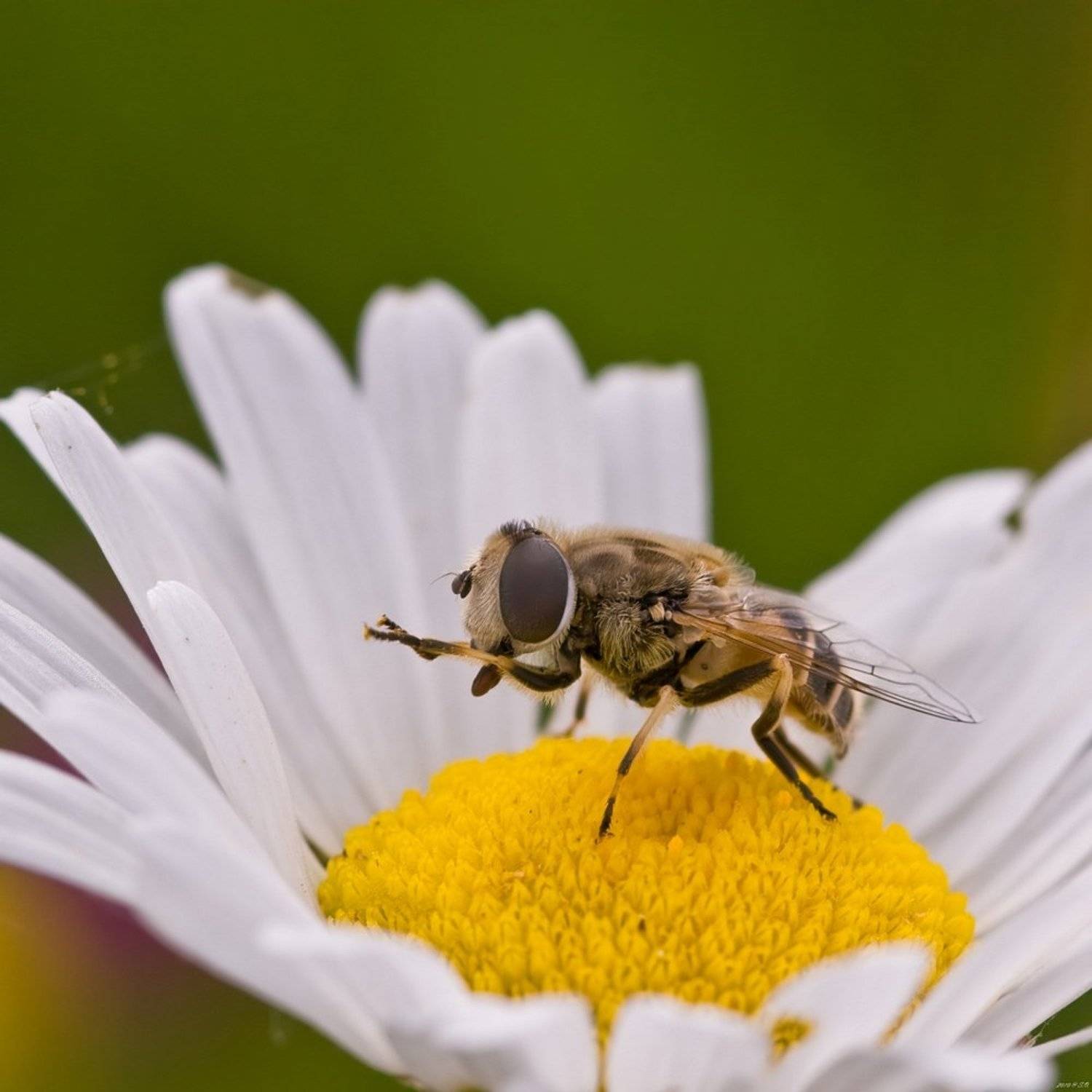 Ромашковый трон. Автор: Eustignos Sergej макро,журчалка,hoverfly,flower fly,schwebfliege,stehfliege,schwirrfliege,syrphidae, Eustignos Sergej