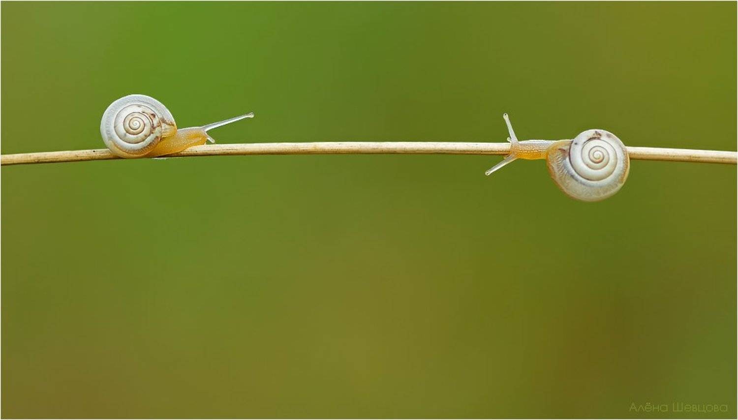 , Алёна Шевцова