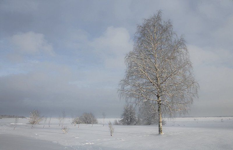 ....во поле берёза...photo preview