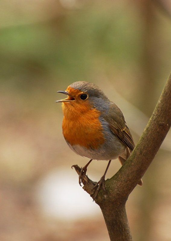 малиновкаphoto preview