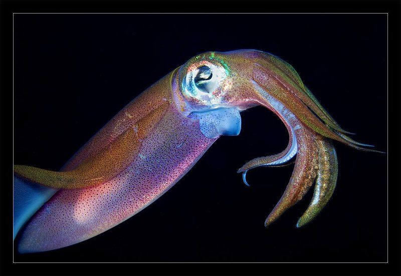 кальмар, макро, ночь, танцы, встреча, дахаб Иногда они возвращаютсяphoto preview