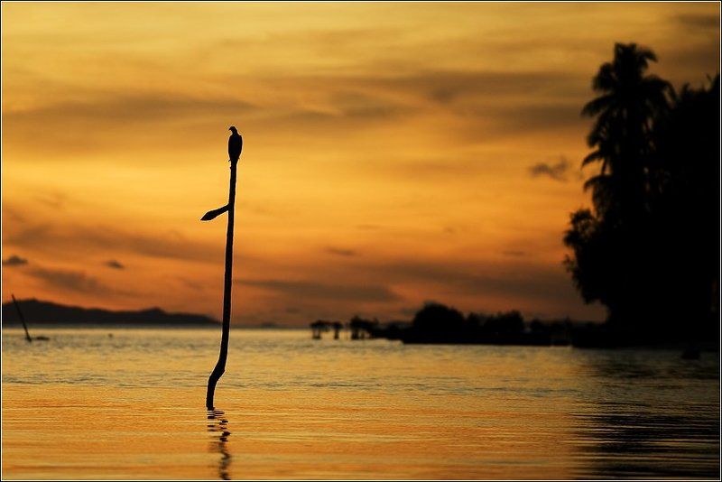 Одинокий страж фото превью