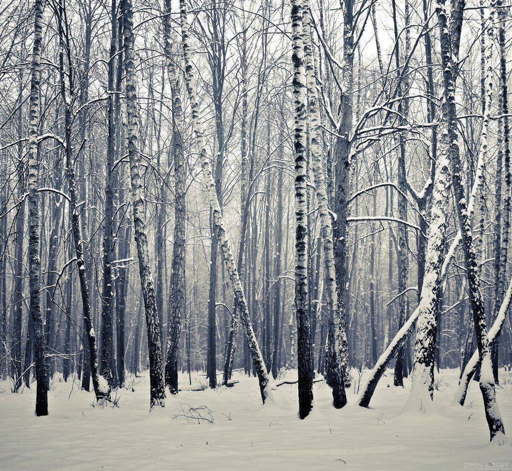 Автор: Сергей Зимин , Сергей Зимин