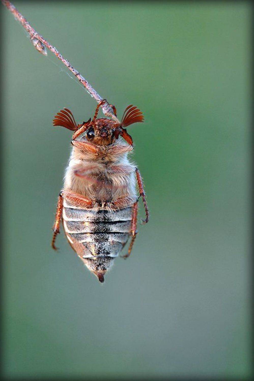 макро, майский жук, Елена Соловьёва