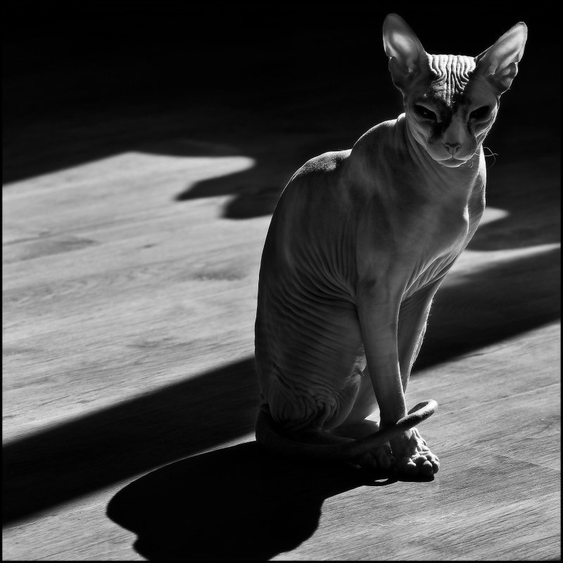 Сфинксphoto preview