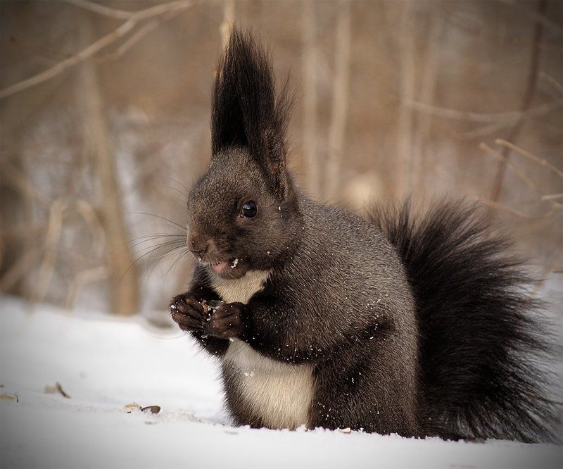 белка дальневосточнаяphoto preview