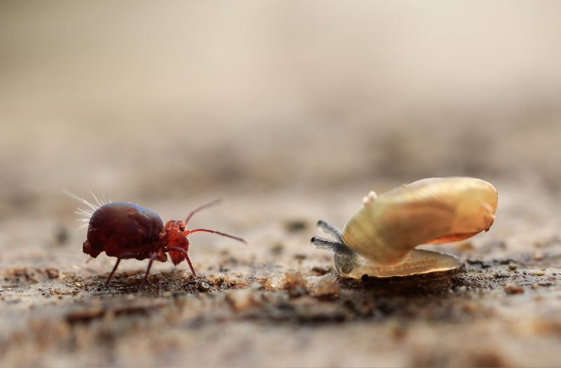 Это кто козёл? Это я козёл?photo preview