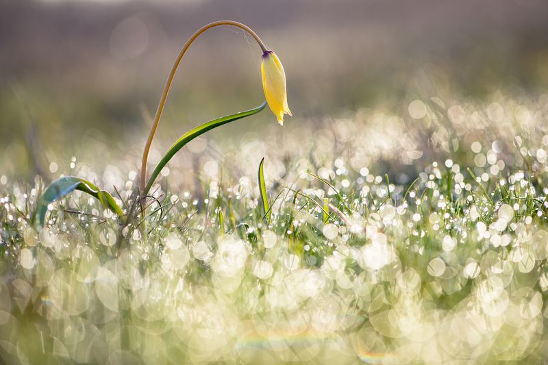 цветы,цветок,макро,растения,тюльпан,природа,бокэ,роса Купаясь в росеphoto preview