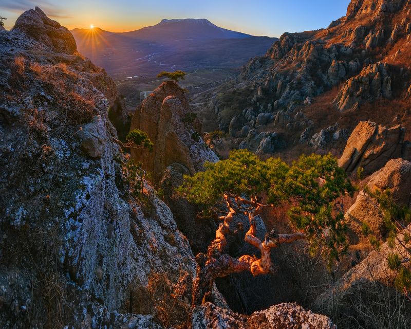 крым, долина приведений, демерджи, алушта, лучистое, сосна Вечернее созерцание бонсая в Долине Привиденийphoto preview