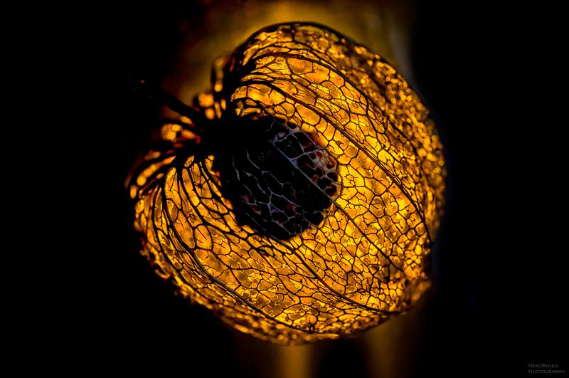 макро, боке, физалис, растения, macro, boke, plants, physalis фонарикphoto preview